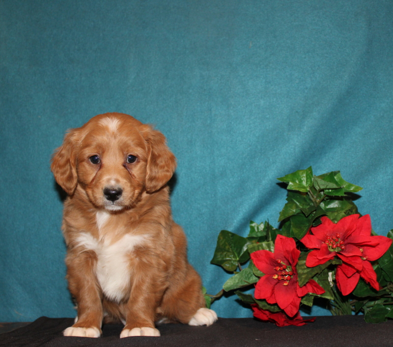 puppy, for, sale, Mini Berndoodle F2B, Matthew B. Stoltzfus, dog, breeder, Gap, PA, dog-breeder, puppy-for-sale, forsale, nearby, find, puppyfind, locator, puppylocator, aca